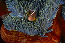 Skunk Anemonefish (Amphiprion akallopisos) living in a Magnificent Sea Anemone (Heteractis magnifica) host, Bali, Indonesia