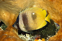 Klein's Butterflyfish (Chaetodon kleinii) resting in a Sponge at night showing nocturnal coloration, Manado, North Sulawesi, Indonesia