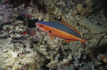 Bluestreak Fusilier (Pterocaesio tile) with nocturnal coloration, Manado, Sulawesi, Indonesia