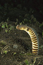 Zebra Garden Eel (Heteroconger polyzona) emerging from burrow, Bali, Indonesia