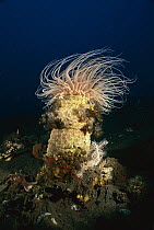 Tube-dwelling Anemone (Cerianthus sp) with Feather Duster Worms (Sabellastarte sp), Bali, Indonesia
