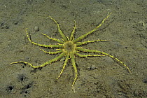 Sea Anemone (Actinostephanus haeckeli) on ocean floor, Bali, Indonesia