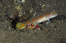 Goby (Amblyeleotris sp) keeping watch while a Snapping Shrimp (Alpheus randalli) excavates their shared burrow, Bali, Indonesia