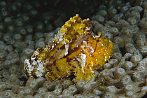 Leaf Scorpionfish (Taenianotus triacanthus), Manado, Sulawesi, Indonesia