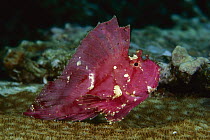 Leaf Scorpionfish (Taenianotus triacanthus), Manado, North Sulawesi, Indonesia
