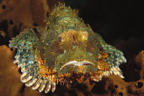 Tassled Scorpionfish (Scorpaenopsis oxycephala) portrait, Bali, Indonesia