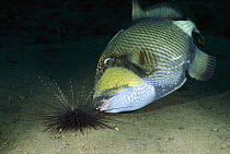 Titan Triggerfish (Balistoides viridescens) attacking a Long Spine Sea Urchin (Diadema setosum) it has dislodged from between rocks, Bali, Indonesia