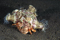 Anemone Hermit Crab (Dardanus pedunculatus) carries Sea Anemones on its shell for protection from predators, Bali, Indonesia