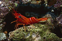Hingebeak Shrimp (Rhynchocinetes durbanensis), Manado, Sulawesi, Indonesia