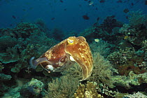 Broadclub Cuttlefish (Sepia latimanus) in coral reef, Manado, Sulawesi, Indonesia