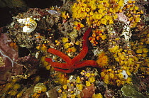 Sea Star (Leiaster sp) crawling among Stony Coral (Tubastraea sp) on a reef wall, Manado, North Sulawesi, Indonesia