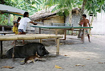 Playing table tennis on Siladen Island between dives while Ollie the pet sow dozes with one of the village dogs, Manado, North Sulawesi, Indonesia