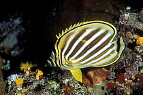 Ornate Butterflyfish (Chaetodon ornatissimus) at night exhibiting its nocturnal coloration pattern, Manado, North Sulawesi, Indonesia