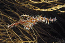 Harlequin Ghost Pipefish (Solenostomus paradoxus) hiding among the branches of a Black Coral, Manado, North Sulawesi, Indonesia