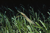 Double-ended Pipefish (Syngnathoides biaculeatus) male carrying eggs on his abdomen, Manado, North Sulawesi, Indonesia