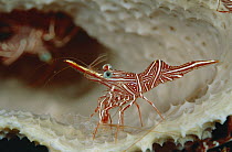 Hingebeak Shrimp (Rhynchocinetes durbanensis) standing over its recently molted exoskeleton, Manado, North Sulawesi, Indonesia