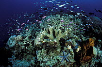 Variety of small reef fish swimming in the currents above a Hard Coral reef with Sponges, Ascidians, and a blue Sea Star, Manado, North Sulawesi, Indonesia