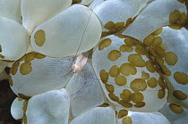 Coral Shrimp (Vir philippinensis) living on Rounded Bubblegum Coral (Plerogyra sinuosa) green spots are Acoelous Flatworms, Manado, North Sulawesi, Indonesia