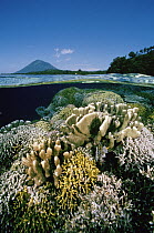 Garden of Hard Corals just beneath the water's surface at Bunaken Island, Manado Tua Marine National Park, Manado, North Sulawesi, Indonesia