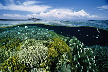 Garden of Hard Corals just beneath the water's surface at the Bunaken Island, Manado Tua Marine National Park, Manado, North Sulawesi, Indonesia