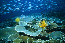 Fusilier (Caesio sp) school streaming over a vast field of Disc Coral (Turbinaria reniformis), Manado, Sulawesi, Indonesia