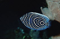 Emperor Angelfish (Pomacanthus imperator) in its juvenile color phase, Bali, Indonesia