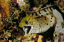Dark-spotted Moray Eel (Gymnothorax fimbriatus) portrait, Manado, North Sulawesi, Indonesia