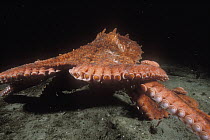 Pacific Giant Octopus (Enteroctopus dofleini) scurrying across the ocean floor as it forages for crabs, Quadra Island, British Columbia, Canada
