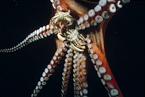 Pacific Giant Octopus (Enteroctopus dofleini) using its suction discs to hold two crabs it has caught, Quadra Island, British Columbia, Canada