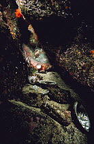 Pacific Giant Octopus (Enteroctopus dofleini) entrance to den is littered with discarded Abalone shells from its previous meals, Hurst Island, Canada