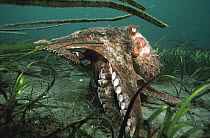 Pacific Giant Octopus (Enteroctopus dofleini) foraging on ocean bottom in a sea grass bed, Quadra Island, British Columbia, Canada