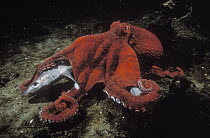 Pacific Giant Octopus (Enteroctopus dofleini) scavenging on a dead Blue Dog (Squalus acanthias), Campbell River, British Columbia, Canada