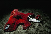Pacific Giant Octopus (Enteroctopus dofleini) scavenging on a dead Blue Dog (Squalus acanthias), Campbell River, British Columbia, Canada