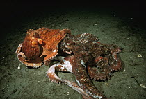 Pacific Giant Octopus (Enteroctopus dofleini) couple mating, smaller red male on top of a much larger grey female, Quadra Island, British Columbia, Canada