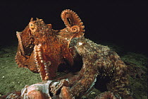 Pacific Giant Octopus (Enteroctopus dofleini) couple mating, a smaller red male on top of a much larger grey female, Quadra Island, British Columbia, Canada
