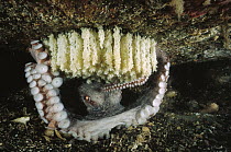 Pacific Giant Octopus (Enteroctopus dofleini) female guarding her eggs, Quadra Island, British Columbia, Canada