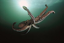 Pacific Giant Octopus (Enteroctopus dofleini) flaring out its arms as it prepares to drop to the ocean bottom after swimming, Quadra Island, British Columbia, Canada