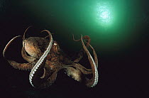 Pacific Giant Octopus (Enteroctopus dofleini) flaring out its arms as it settles to the ocean bottom after swimming, Quadra Island, British Columbia, Canada