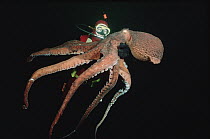 Pacific Giant Octopus (Enteroctopus dofleini) weighed and tagged for growth rate by biologist Jim Cosgrove, British Columbia, Canada