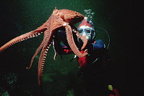 Pacific Giant Octopus (Enteroctopus dofleini) weighed and tagged to track growth rate is being released by biologist Jeannie Cosgrove, British Columbia, Canada