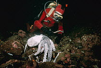Pacific Giant Octopus (Enteroctopus dofleini) dead female with unhatched eggs with marine biologist Jim Cosgrove, Saanich Inlet, Canada