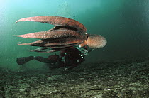 Pacific Giant Octopus (Enteroctopus dofleini) swimming with diver, Quadra Island, British Columbia, Canada
