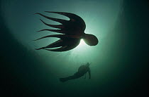 Pacific Giant Octopus (Enteroctopus dofleini) swimming with diver, Quadra Island, British Columbia, Canada