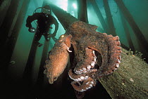Pacific Giant Octopus (Enteroctopus dofleini) that is sitting upon the pilings of a dock with diver, Campbell River, British Columbia, Canada