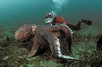 Pacific Giant Octopus (Enteroctopus dofleini) and diver, Quadra Island, British Columbia, Canada
