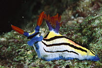 Nembrotha Nudibranch (Nembrotha rutilans) portrait, underwater, Manado, North Sulawesi, Indonesia