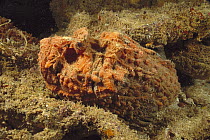 Esturine Stonefish (Synanceia horrida) camouflaged on rocks, Exmouth, Australia
