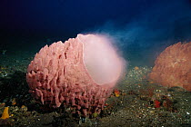Giant Barrel Sponge (Xestospongia testudinaria) spawning, Bali, Indonesia