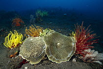 Giant Cup Mushroom Coral (Amplexidiscus fenestrafer) pair among crinoids, Bali, Indonesia