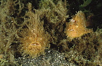 Striated Frogfish (Antennarius striatus) pair sitting in a clump of algae which helps conceal their presence from prey, Lembeh Strait, Indonesia